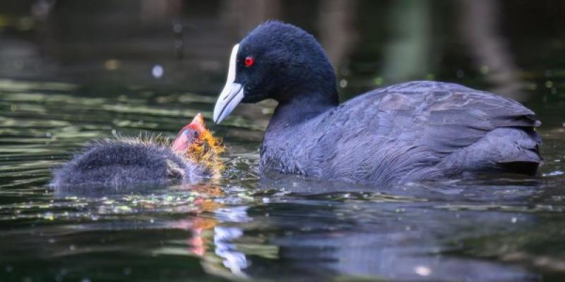 Estado de los humedales en España Fauna típica de los humedales