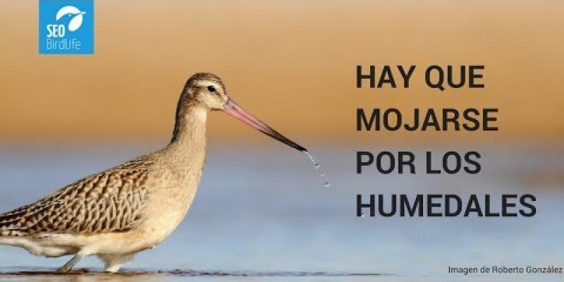 Humedales españoles, campaña de protección de SEO/BirdLife