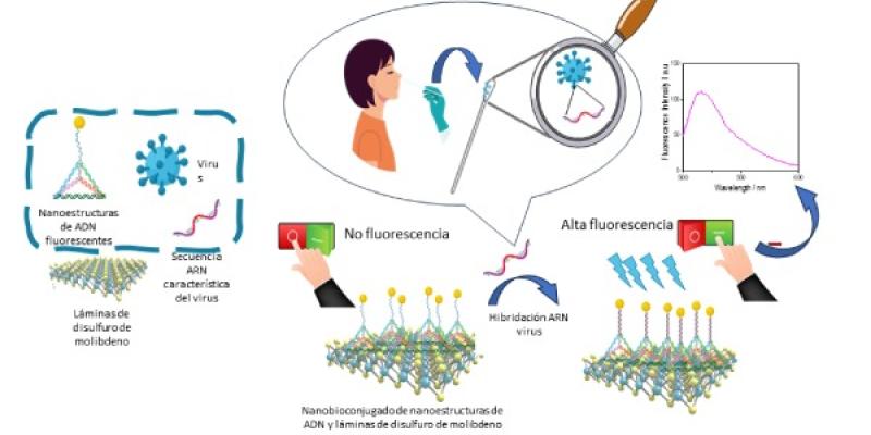 Identificar virus Infografía de un bioensayo para identificar virus