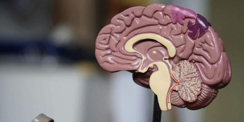 Imagen de un cerebro/envatoelements Un implante para las lesiones medulares