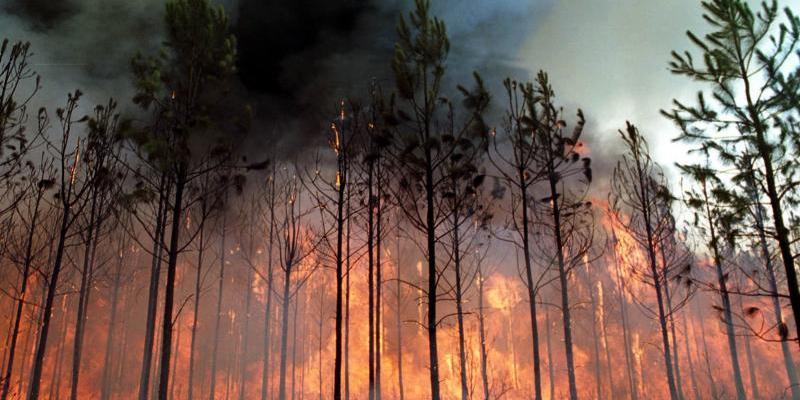 Más de 80.000 hectáreas calcinadas por el fuego en lo que va de año.
Incendios forestales