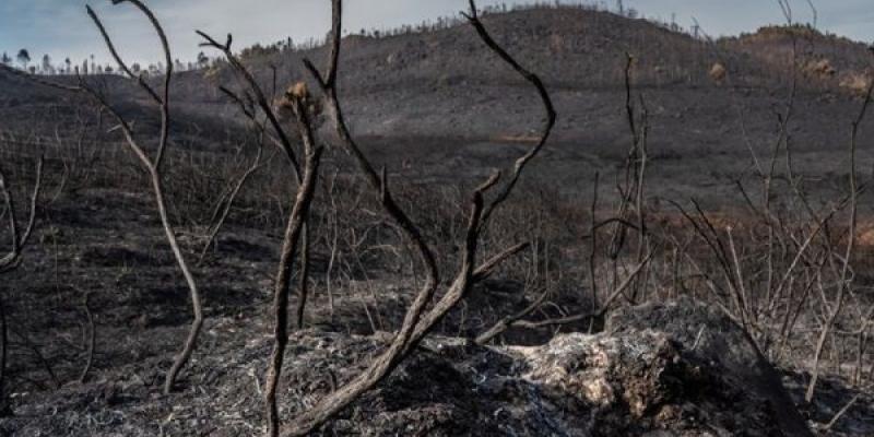 Paisaje arrasado tras un incendio forestal 