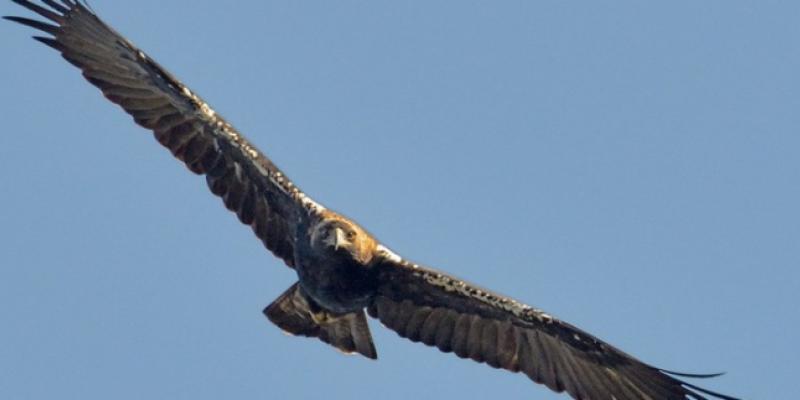 Águila imperial ¡
