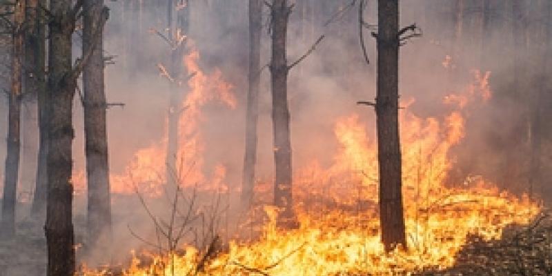Imagen de un incendio forestal/envatoelements Comienza la campaña contra los incendios forestales
