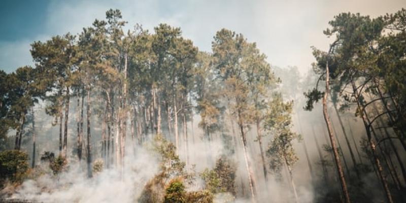 China y la evolución de los incendios forestales