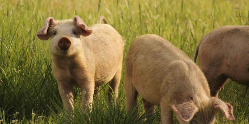 La industria porcina en busca de renovación