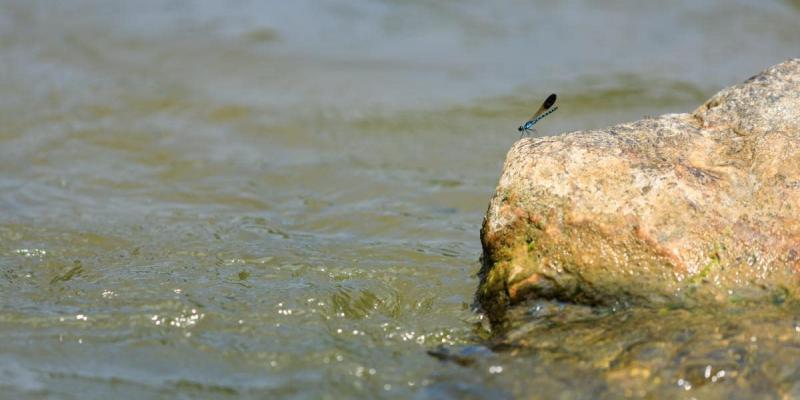 Imagen de un insecto acuático en un arroyo/El HuffPost El cambio climático ataca a los insectos acuáticos