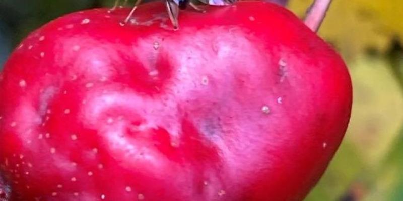Insectos y cambio climático Uno de los insectos afectados por el clima, la mosca de la fruta