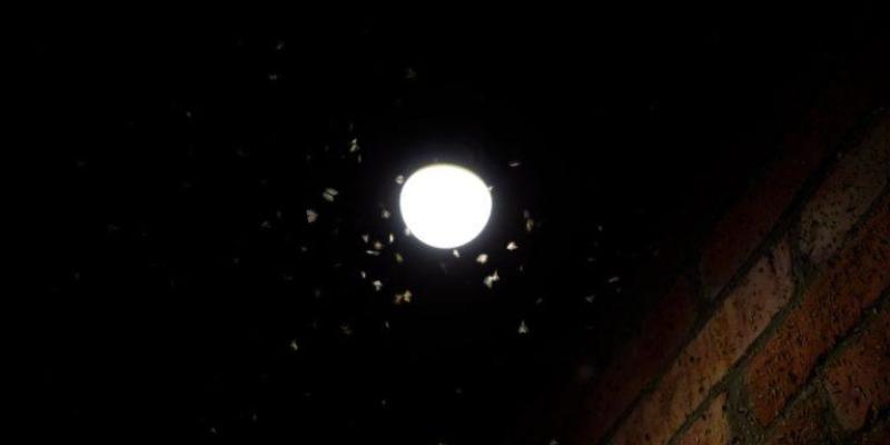 Imagen de mosquitos en la luz/Andasur ¿Por qué los mosquitos van a luz?