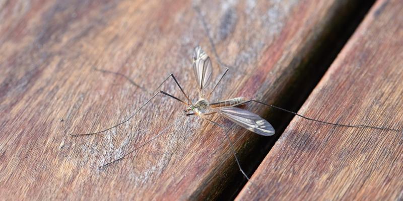 Insectos / Pixabay Mosquito