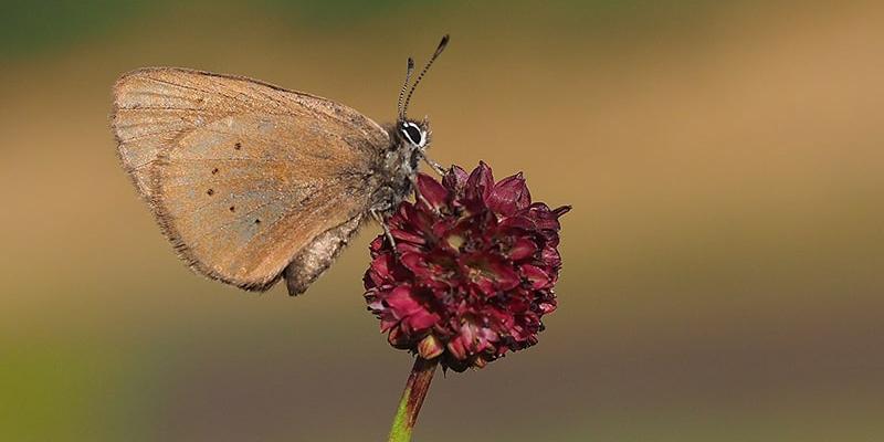 Imagen de una mariposa/El Mundo El impacto de los humanos afecta a los insectos