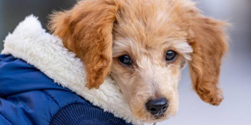 Los perros y el frío Los perros pueden usar abrigos adaptados a ellos