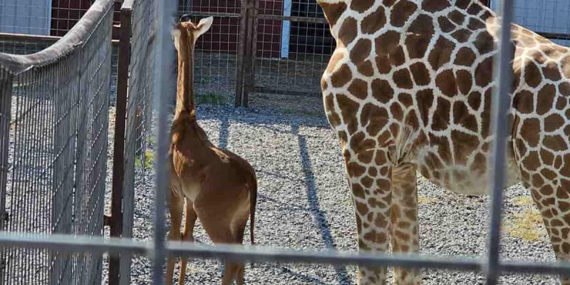 La jirafa sin manchas: única en su especie