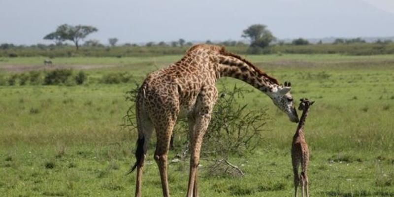 Jirafas en la naturaleza