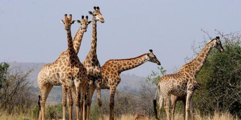 Las jirafas viven más cuando tienen amigos/ Pixabay Cuatro jirafas en la Sabana africana