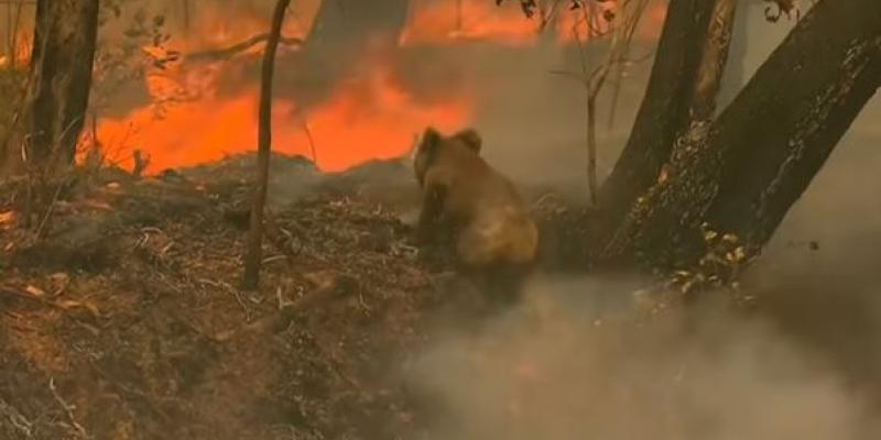 Una mujer arriesga su vida para rescatar a un Koala de las llamas. Koala