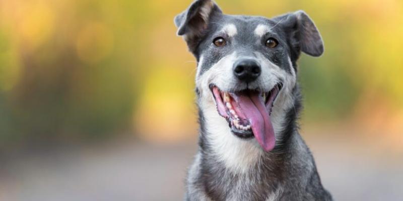 Cómo entender el lenguaje canino