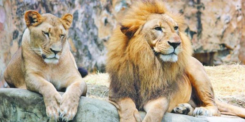 Los leones devoran a un furtivo en Sudáfrica. leones