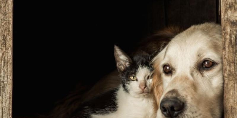 Ley de Bienestar animal / Pixabay Un gato y un perro