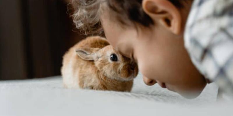 Imagen de un niño con un conejo/El Independiente ¿Qué pasa si tengo una mascota prohibida en casa?