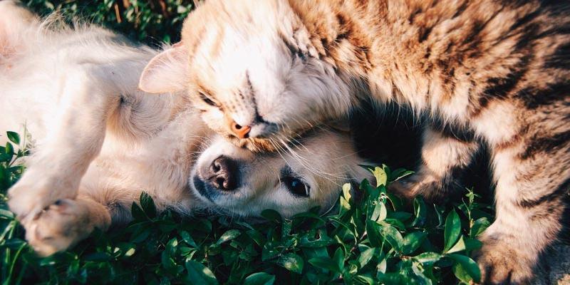 Con la ley de protección animal, el Gobierno quiere prohibir sacrificar animales salvo motivo justificado