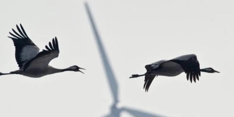 Protección de aves de colisiones con aerogeneradores. Miteco busca la protección de las aves frente a la producción de energía eólica