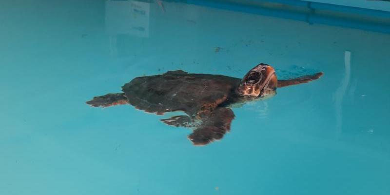 Ejemplar de tortuga boba rescatada/ Miteco Tortuga boba