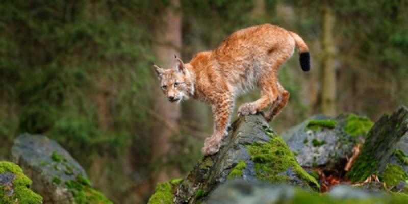 El lince europeo en Francia Un lince europeo en libertad
