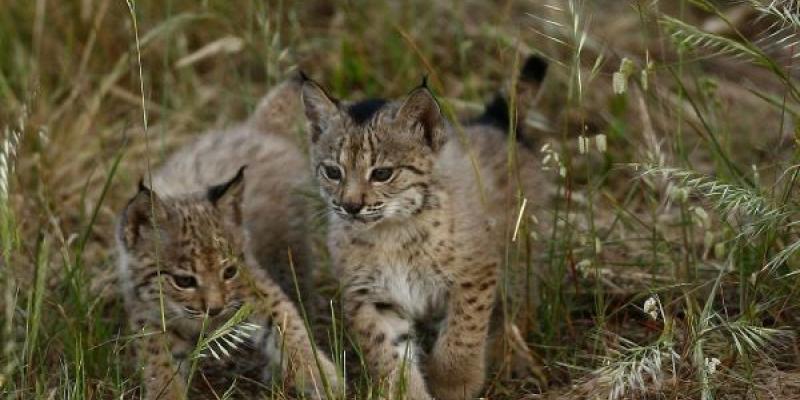 Cachorros de lince ibérico