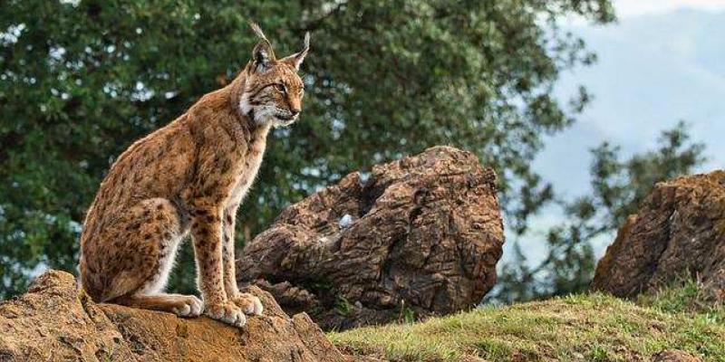 El lince ibérico en su habitad - Pixabay El lince ibérico se salva de la extinción