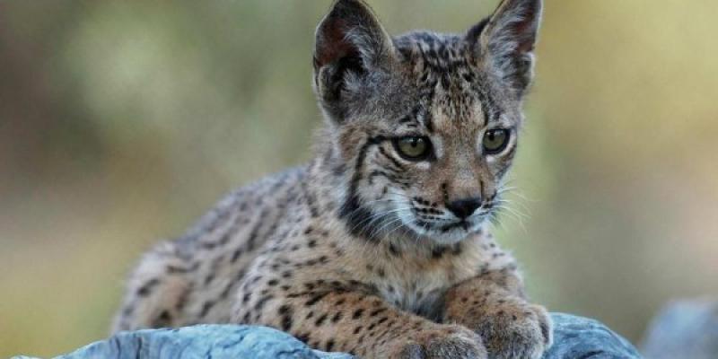 Malas previsiones del lince ibérico Un cachorro de lince ibérico