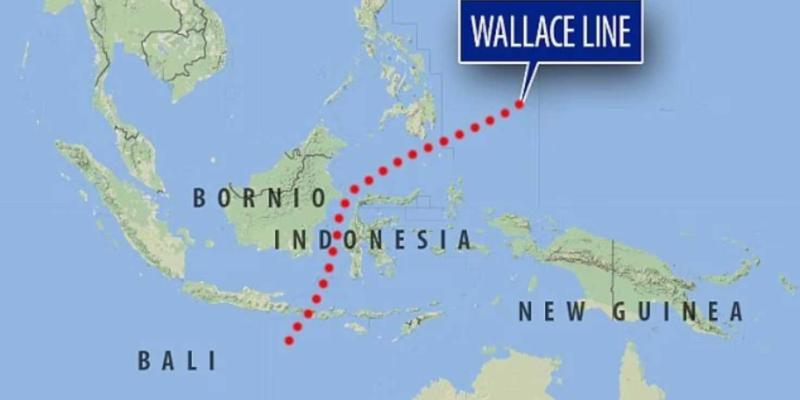 Línea de Wallace / Diario AS Línea de Wallace