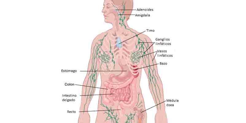 Día Mundial del Linfoma. Imagen de Cancer.org