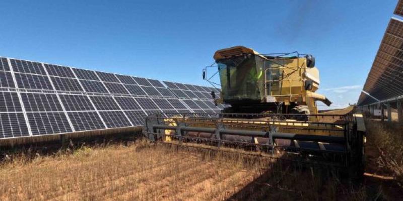 Maquinaria agrícola recolectando lino en la planta solar de Las Corchas en Carmona, Sevilla.