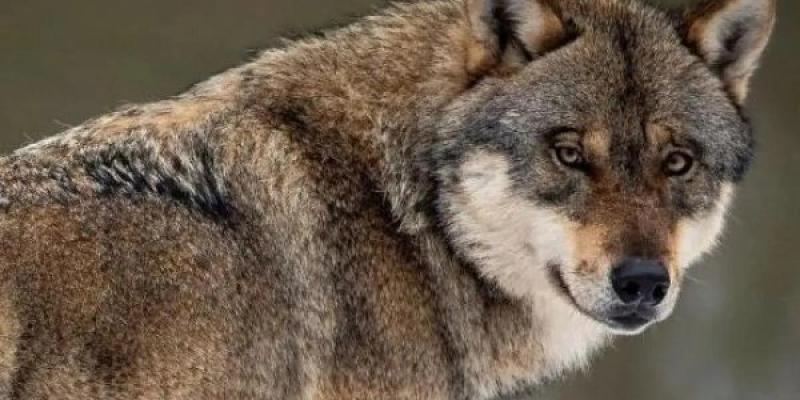 Situación del Lobo en Europa El lobo en Europa