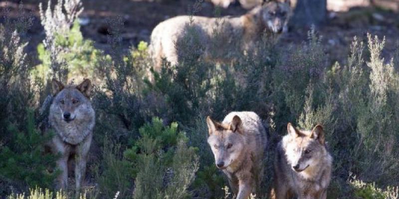 Lobo español/ Europapress Lobo de España