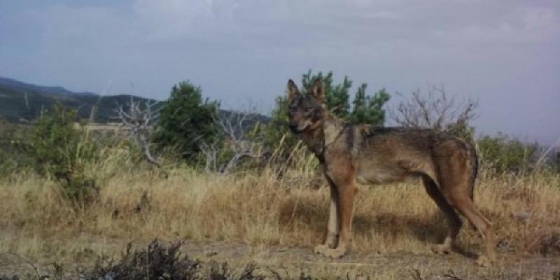 Protección Lobo Ibérico/ OECL Lobo ibérico