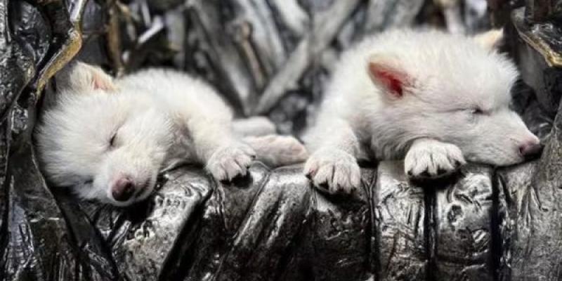 La biotecnología hace que los genes del lobo terrible vuelvan a la vida Lobo terrible vuelve a la vida gracias a la biotecnología