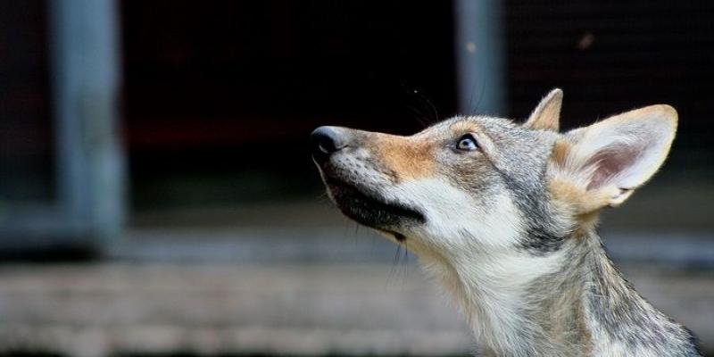 Los lobos muestran apego Lobos del estudio científico