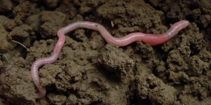 La importancia de las lombrices de tierra Lombrices de tierra