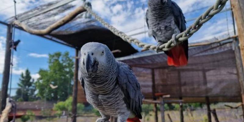 Ejemplares de loro gris africano | Foto de Miteco Dos de los loros repatriados