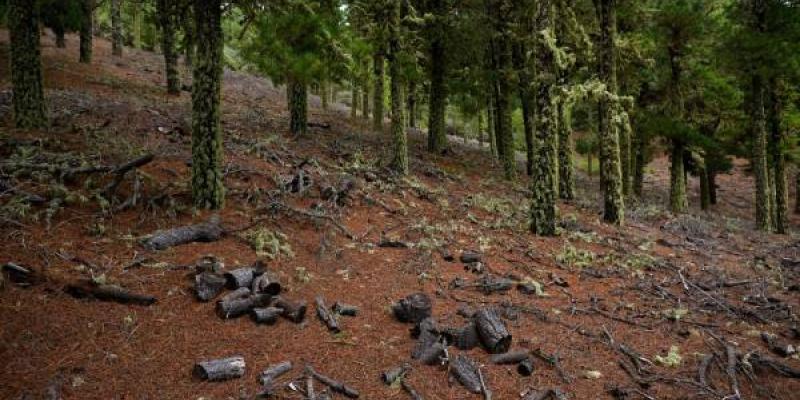La deforestación es una lacra/ EFE Deforestación