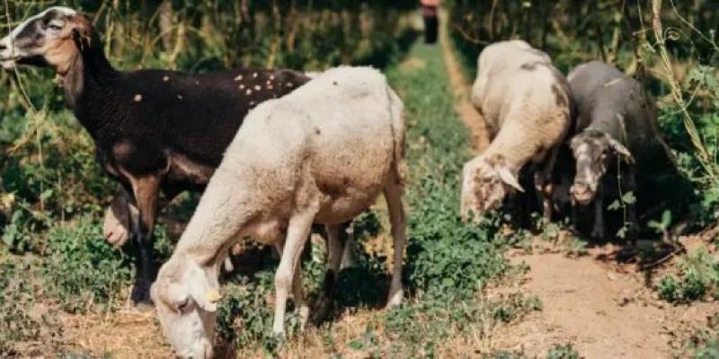 Ovejas limpiando el suelo de los cultivos, técnica de ganadería regenerativa