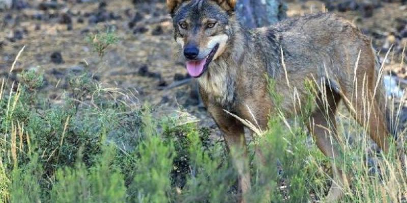 La caza del lobo ibérico se reanuda tras tres años de prohibición Luz verde a la caza del lobo ibérico tras tres años prohibida al norte del Duero
