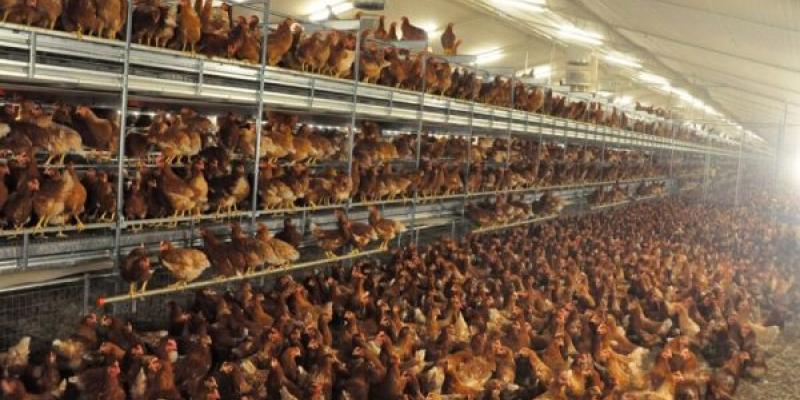 Condena para una macrogranja de aves a causa del maltrato animal Denuncia por maltrato animal en una macrogranja de aves