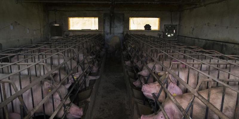 Hasta dos tercios de los productos ganaderos consumidos en nuestro país proceden de la ganadería industrial “Macrogranja” de cerdos/El Periódico