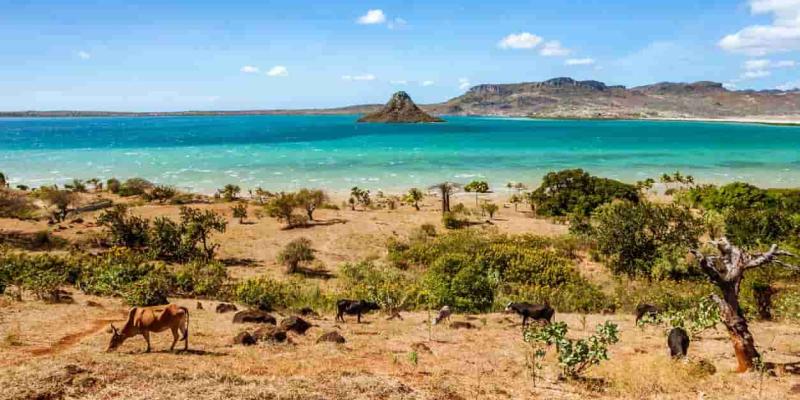 Las especies de Madagascar están en peligro de extinción