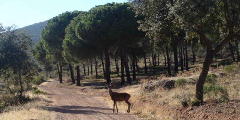 Imagen de la Sierra de Madridejos, ladera de montaña sembrada con pinos 