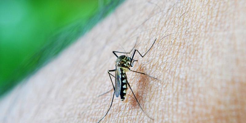 Mosquito de la malaria / Pixabay Mosquito de la malaria
