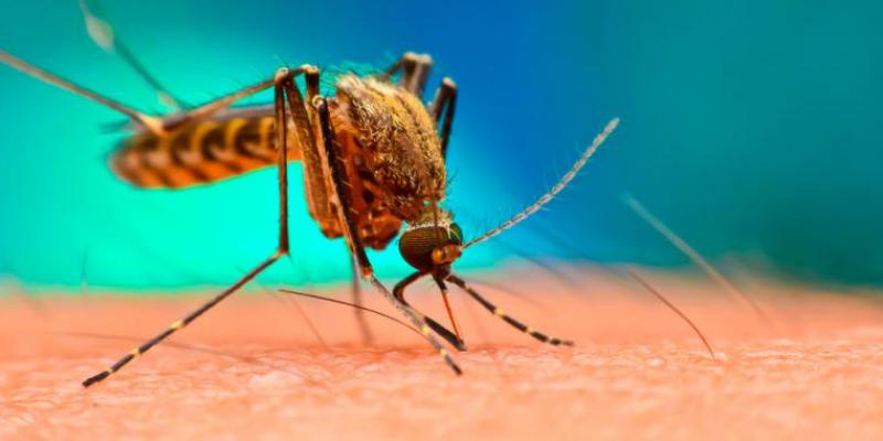 Unas 800.000 personas mueren cada año por la malaria. Día Mundial del Paludismo, la enfermedad que mata a un niño cada dos minutos